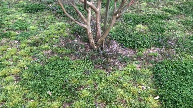 Tulip Tree смотреть онлайн