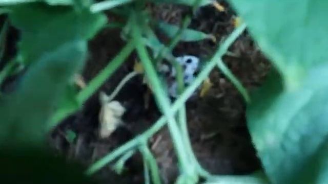 Обзор огорода 1 июля 2021 г. смотреть онлайн