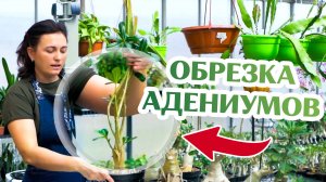 Когда Частая Обрезка Влияет На Адениум
