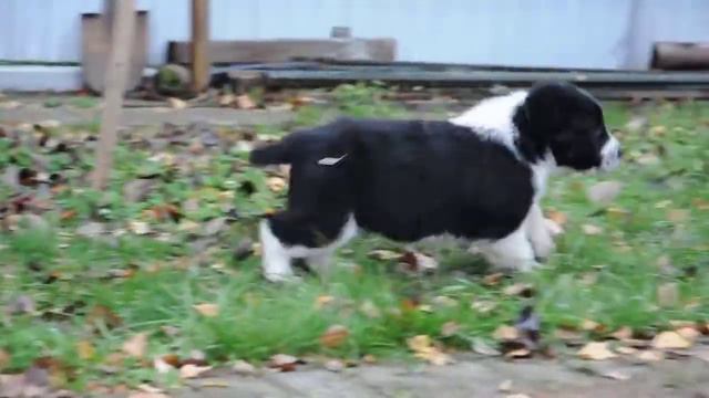 Щенки алабая черные.