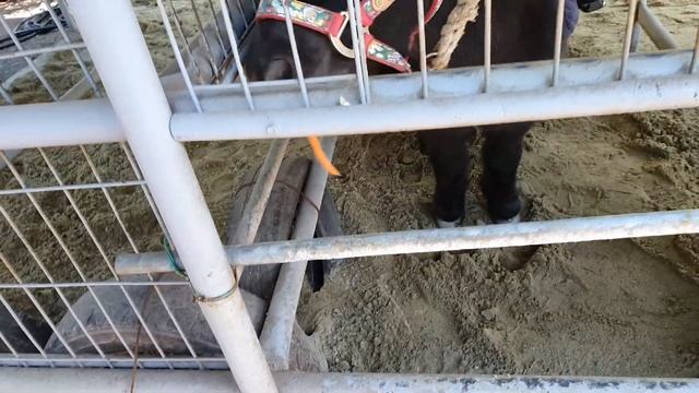 PINK MULLEY. Розовые поля на острове Чеджудо смотреть онлайн