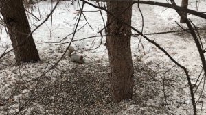 Ранняя Весна. Март