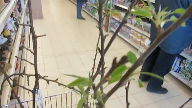 Садовый Рай - ДОМОВОЙ. Саженцы, грунты - цены и описание. Март 2020 г. смотреть онлайн