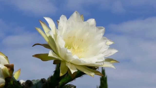 Foto Diashow ( Panasonic FZ 30 ) смотреть онлайн