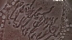 21. Грегор Мендель и молекулярная генетика