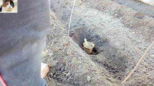 Как сажать огурцы в торфяных горшочках в открытый грунт рассадой