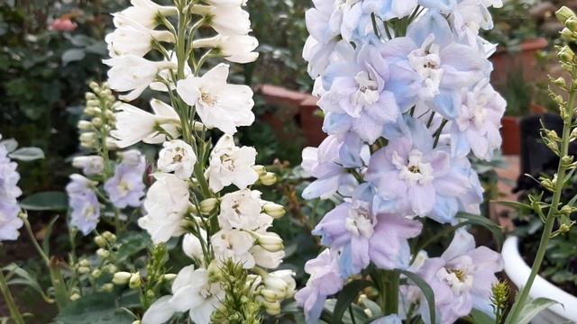 Cómo Cultivar Delphinium / Espuela de caballero / Delfinio / Delfinium / Delphinium elatum смотреть онлайн