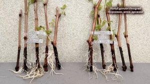 ? Укоренение ЧЕРЕНКОВ винограда в АЛОЭ, ДРОЖЖАХ и КОРНЕВИНЕ. Что лучше? Химия или природа?