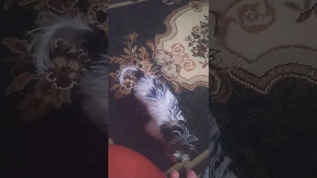 Дрессировка Бивер йорка смотреть онлайн