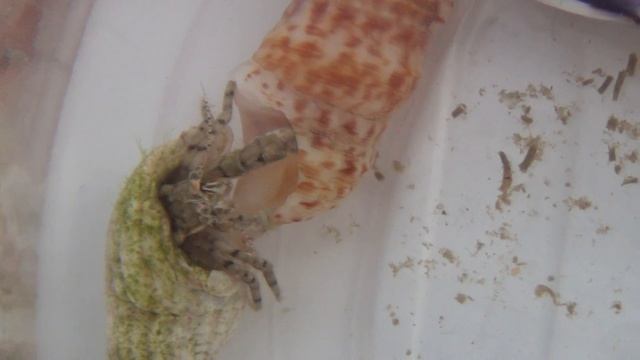 Рак отшельник меняет раковину смотреть онлайн