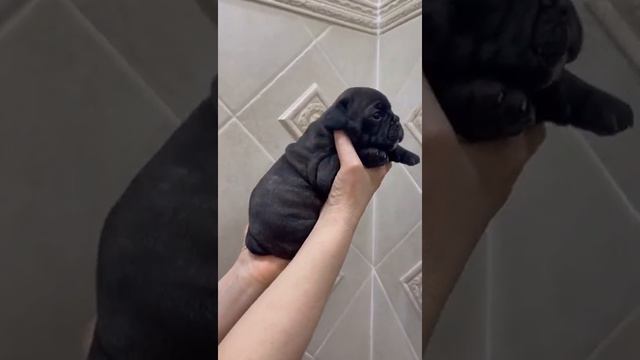 Щенок французского бульдога смотреть онлайн