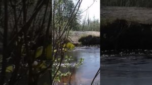 Окунь с тазика га гольяна!!!