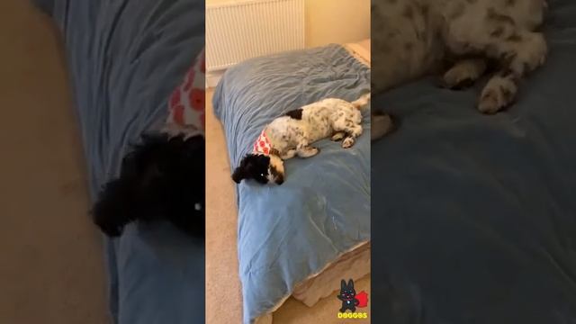 Macey the Cockapoo | Cocker Spaniel / Poodle Mix | Doggos смотреть онлайн