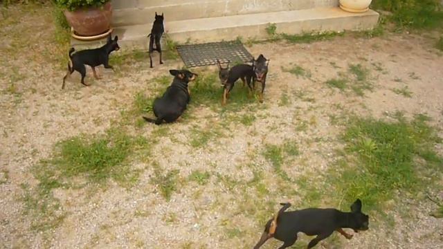 Пражские крысарики "из Надровии" смотреть онлайн