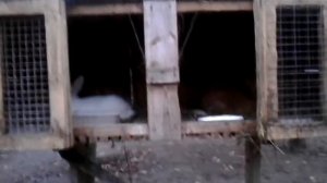 Ядовитые растения для кроликов