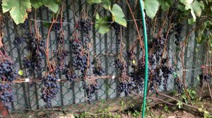 Виноград Загадка Шарова.