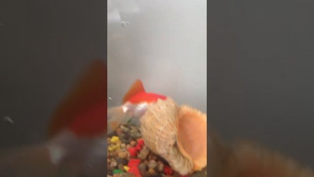 ?? Маленький аквариум для золотая рыбка смотреть онлайн