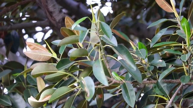 Ficus Macrophylla