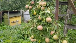 Груша в Ленинградской области 2021