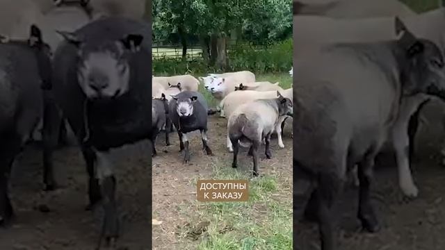 Продажа баранов Тексель! #Овцеводство #животноводство #эльстадо