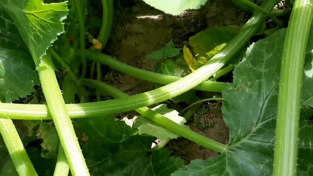 Цветы однолетники!/Мой цветник и огород в июле. смотреть онлайн