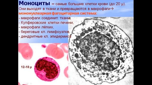 Кровь и лимфа. Видео лекция С.М.Зиматкина (5) смотреть онлайн