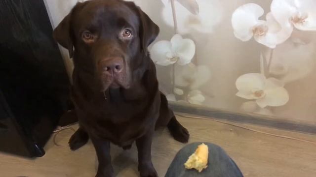 лабрадор воспитание и дрессировка. Labrador education and training смотреть онлайн