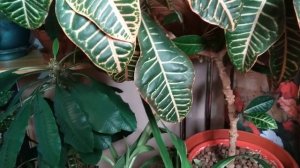 КАК ОБУСТРОИТЬ МИНИ ЗИМНИЙ САД  в КВАРТИРЕ. HOW TO EQUIP A MINI WINTER GARDEN in AN APARTMENT