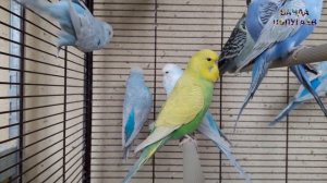 "Ты мой красавчик" ? Учим попугая говорить. Урок 1