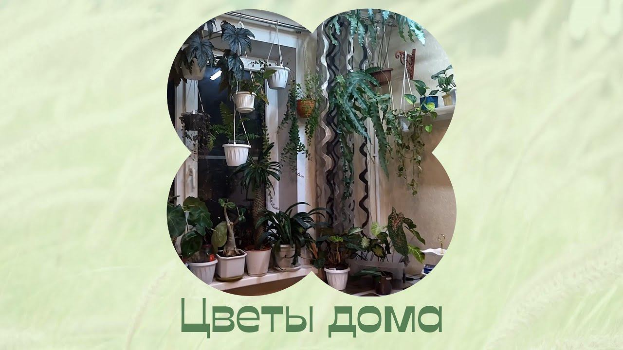 Цветы на кухне. За окном осень. смотреть онлайн