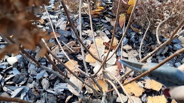 ОБРЕЗКА ГОРТЕНЗИИ "ВОВО". смотреть онлайн