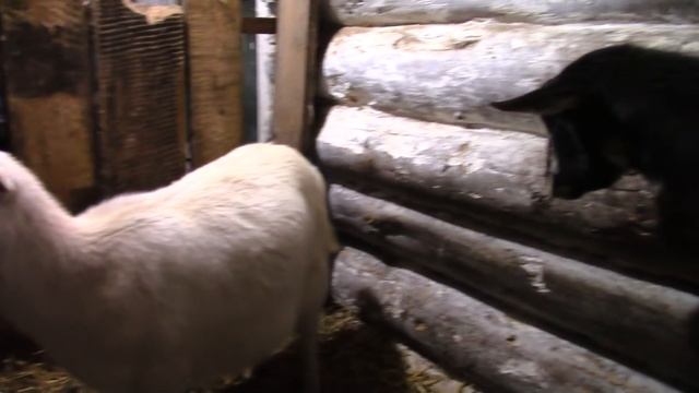 Соль, минералы и витамины козам смотреть онлайн