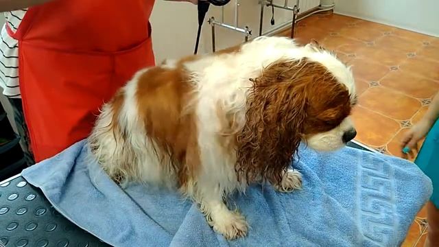 Вычесывание кавалер кинг чарльз спаниеля в салоне DogStar