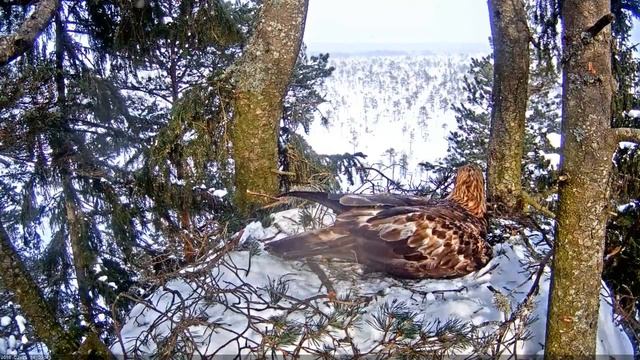 14:03 - 14:16 Igaunijas klinšu ērgļu pāra aktivitātes ligzdā. 2018.02.25 смотреть онлайн