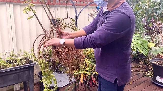 Portulacaria Afra Cascading Style Rejuvenation | Elephant Bush Repotting смотреть онлайн