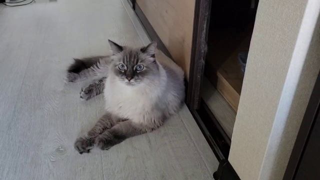 2312022_testNotification смотреть онлайн