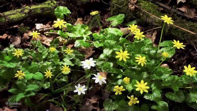 C. - Piano quintet No.1, Op.3, "Spring Variations" - I. Revival смотреть онлайн
