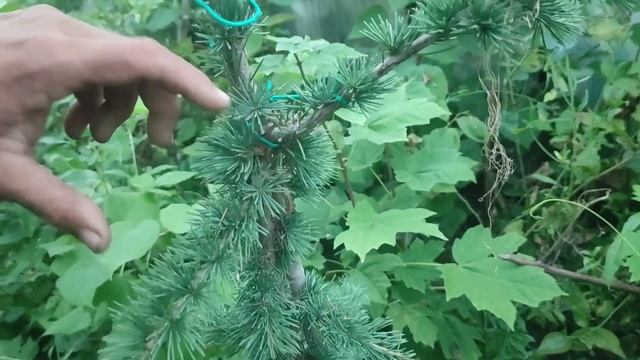 Как настоящий кедр дошагал до Беларуси. Знаковые хвойные патриархи семейства сосновых. смотреть онлайн