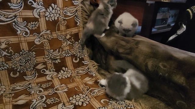 Шотландские вислоухие котята. Шотландцы.Самая жестокая и милая драка смотреть онлайн