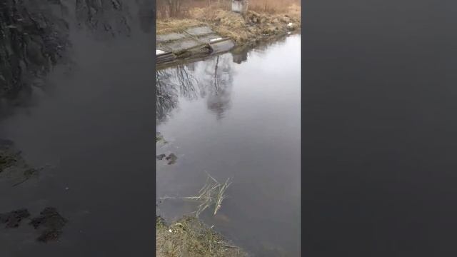 Выдра словила рыбу смотреть онлайн