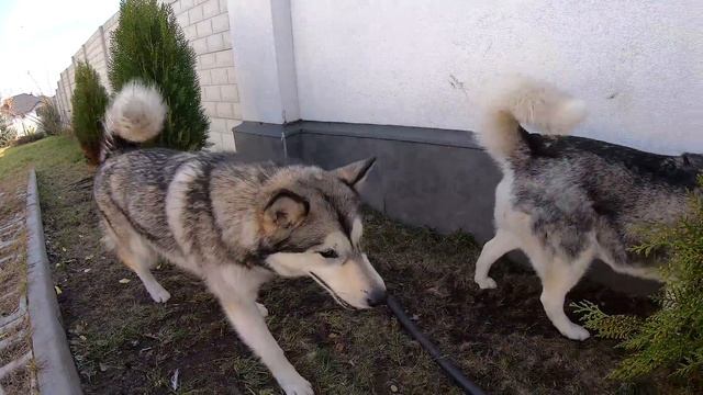 ХАСКИ ВСТРЕЧАЕТ СВОЮ МАМУ! смотреть онлайн