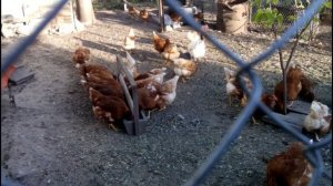 ??КАК ОТЛИЧИТЬ СТАРУЮ КУРИЦУ ОТ МОЛОДОЙ. The difference between an old chicken and a young one.