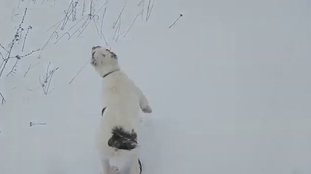 #алабай #сао 🐕 Ума (маргоша) на прогулке🦴 видео от новых владельцев смотреть онлайн