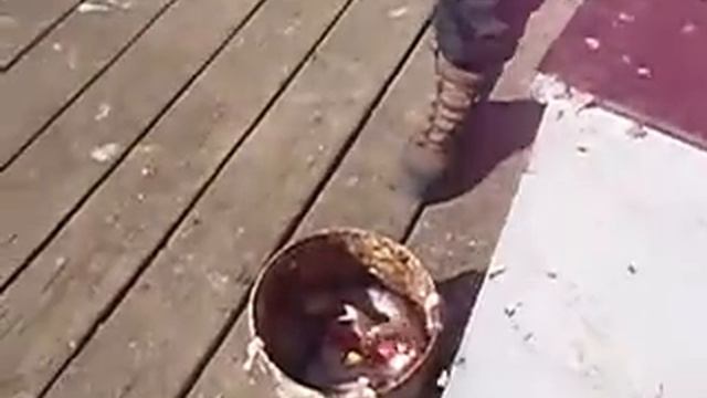 Как быстро почистить щуку смотреть онлайн