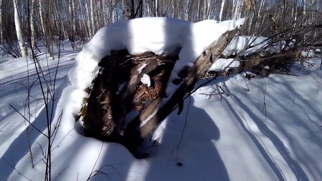 Природа омской области. Распознаём)) породы берёз. Часть 1. смотреть онлайн