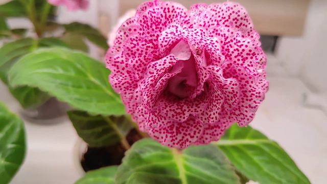 02.02.21.ГЛОКСИНИИ из семян.. обзор красоты😍 смотреть онлайн