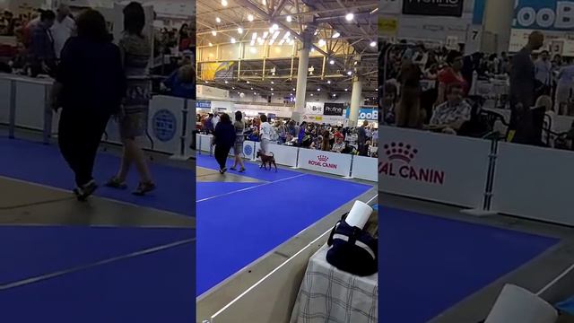 Ринг ирландский терьер, 25.08.2018, CACIB