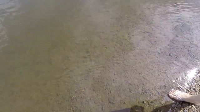 Как Найти и Наловить Мидий «Перловица-Беззубка" ! смотреть онлайн