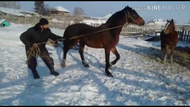 Продажа лошадей 2.12.2019 смотреть онлайн