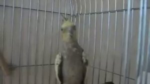 Крик самки кореллы